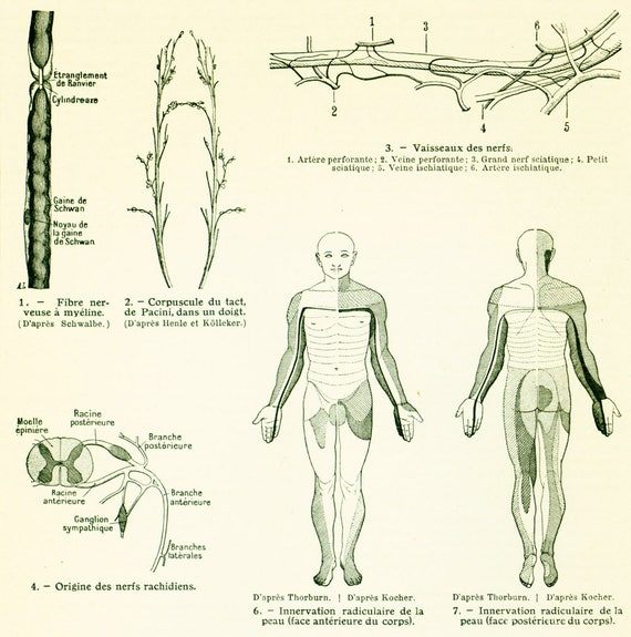 1912 Nervi Rachidiani Anatomia Del Corpo Umano Medicina Di Etsy