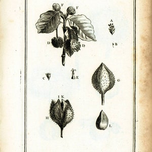1797 Common Beech Fagus sylvatica Foliage Nut cupules Botanical Print Original Antique engraving natural history framing wall hanging