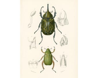 1861 Green scarab antique print, Orbigny hand colored engraving, 19th century, Entomologist authentique print, Gift for scarab lover