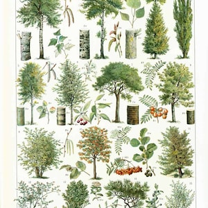 1933 Wald, Waldbäume, Harthölzer, Wanddekoration, Walddekoration, Landdekoration, alte Larousse-Illustration