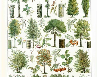 1933 Vintage Trees Print. Identication Chart. Wooden Plant Wall Art. Antique Botanical print. Authentic Framable Art. Larousse