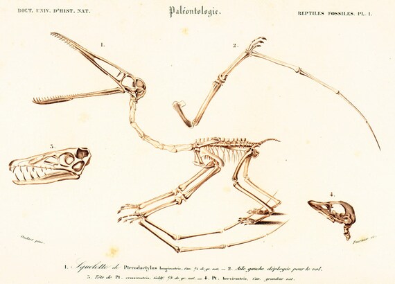 pterodactyl skeleton