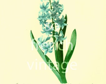 Blue Hyacinth Large size illustration Redoute French Botanical print