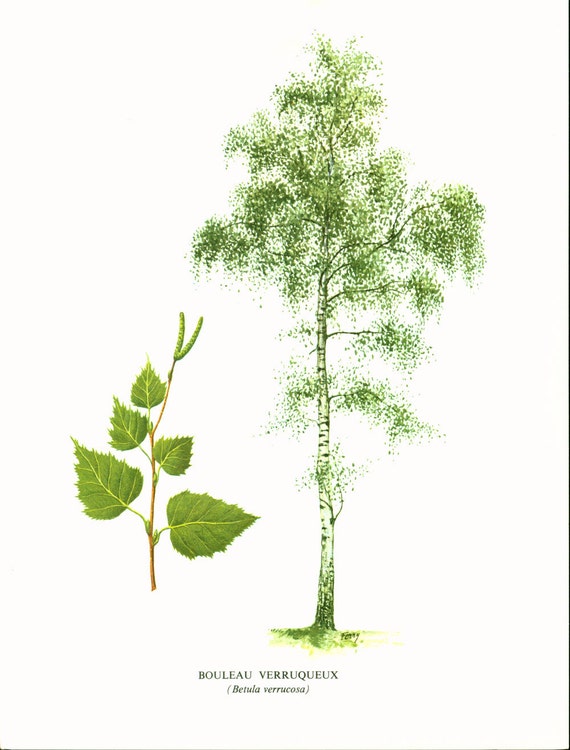 1967 Birch Tree Print Vintage Botanical Illustration Wall Art Etsy