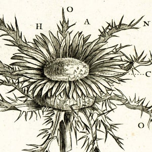 1797 Antique Carline thistle Flower Print Botanical Natural History Wall Home Decor image 5