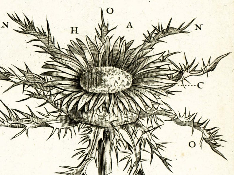 1797 Antique Carline thistle Flower Print Botanical Natural History Wall Home Decor image 5