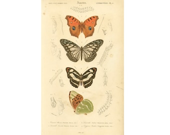 1861 Papillon Vanessa Danaus Orbigny Planche Originale? Histoire Naturelle Entomologie couleurs peintes à la main