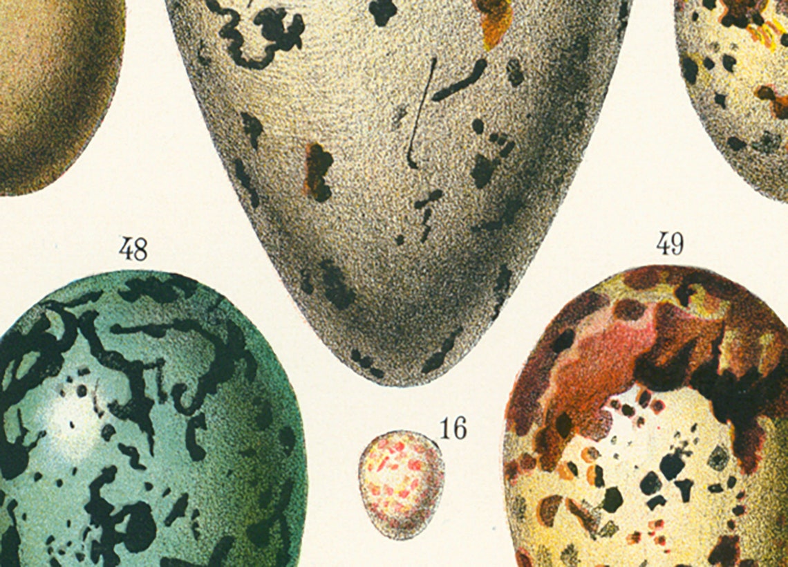 1933 Antique Eggs identification Chart Print vintage Bird Etsy