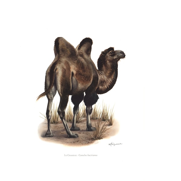 1974 Chameau de Bactriane Dessin Naturaliste Illustration Animal sauvage Mammifères, Planche pédagogique d'histoire naturelle