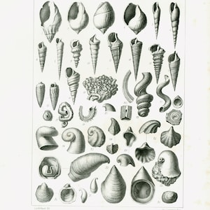 1853 Volutes Snail Whelks Shell Antique Fossil Molluscs XL Ocean Chart print. Paleontology. Nautical Coastal Wall Art Decor.