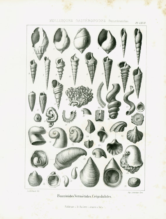 1853 Volutes Snail Whelks Shell Antique Fossil Molluscs XL