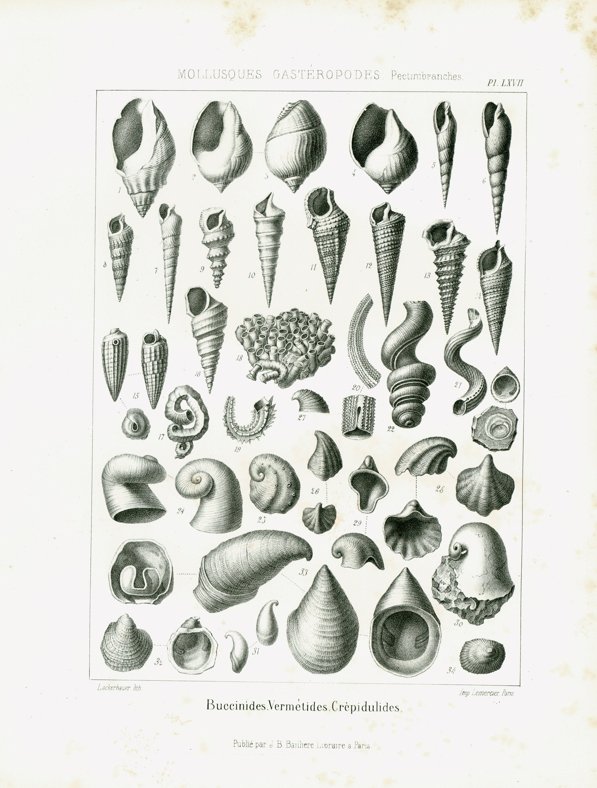 1853 Volutes Snail Whelks Shell Antique Fossil Molluscs XL