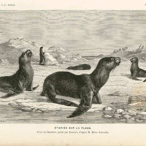 1881 Seelöwen Robben Meeressäugetier Illustration der Meeresfauna Originalplatte Histoire Naturelle