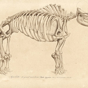 1861 Mastodonte Fossils Mammals by Ch. Orbigny Original Antique zoological Print Paleontology Collectable Mammouth