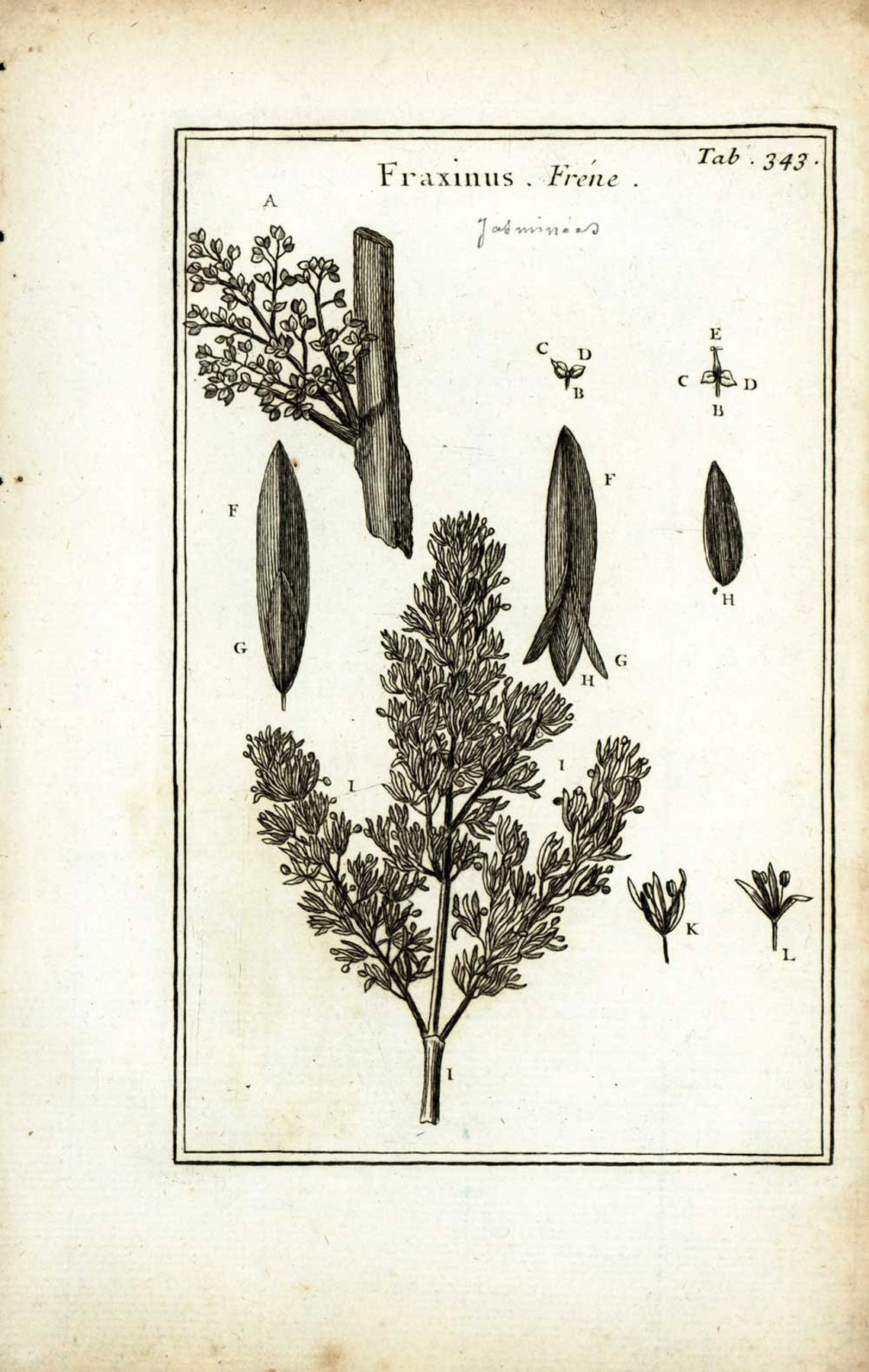 1797 European Ash Catkins Hardwood Trees Botanical Print Etsy