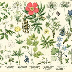 1885 Poster The Peony Renoncules Anemones Oude Originele Botanische Plank