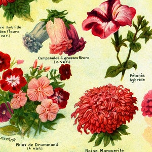 May include: Vintage botanical illustration featuring various flowers, including bellflowers, petunias, and a large red chrysanthemum. The image includes text labels in French, such as "Campanules &agrave; grosses fleurs" and "P&eacute;tunia hybride."