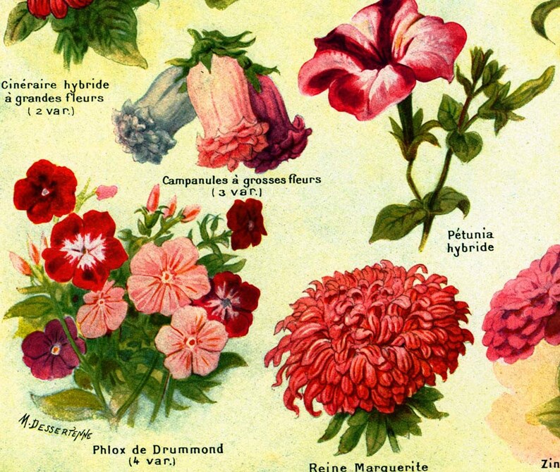 May include: Vintage botanical illustration featuring various flowers, including bellflowers, petunias, and a large red chrysanthemum. The image includes text labels in French, such as "Campanules &agrave; grosses fleurs" and "P&eacute;tunia hybride."