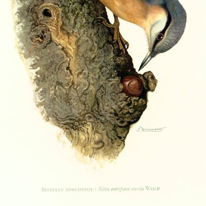1969 wood nuthatch Sitta europaea print, Vintage Alpine Mountain Bird Print, Ornithology, nature wall art image 5
