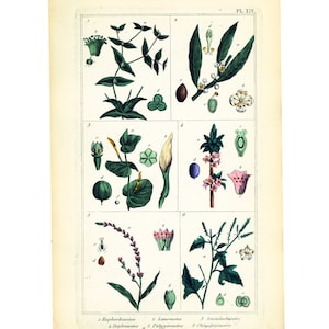 Grabado botánico original de flores de acedera de laurel de 1872, flora medicinal, planta medicinal
