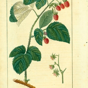 1814 Antique Red Raspberry Print Fruit Plant Natural History Botanical ...