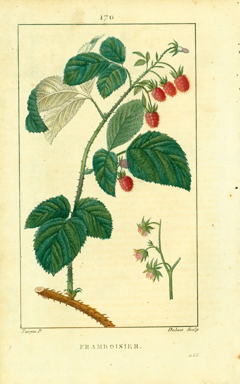 1814 Antique Red Raspberry Print Fruit Plant Natural History Botanical ...