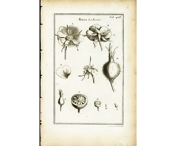 1797 Antique Rose Hip Flower Rosa Canina Print Botanical