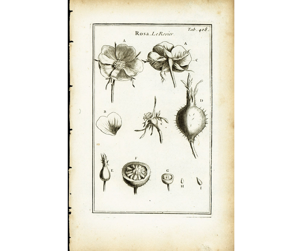 1797 Antique Rose Hip Flower Rosa Canina Print Botanical