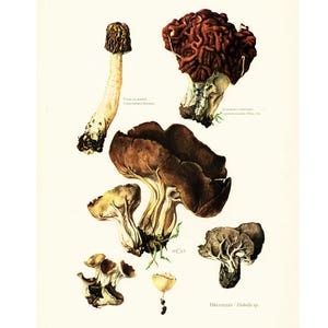 1962 Helvelles. Morilla. Gyromitre. Pézize. Seta. Cartel Pedagógico Micológico. Historia natural