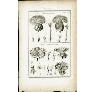 1797 Pissenlit Centaurée Anatomie d'une fleur Calice Pistil Pétales Gravure Originale Eléments Botanique Tournefort Physiologie Végétale