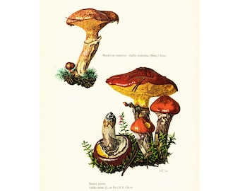 1962 Sticky Bun Bolete Mushroom vintage print. Mycology illustration