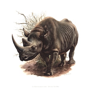 1974 Black Rhinoceros vintage illustration,  Art Print, Wild animal, painting