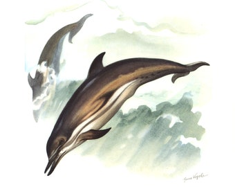 1974 Dolphin vintage illustration, Animal Art Print, Whales painting