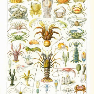 May include: A vintage illustration of various crustaceans, including crabs, lobsters, shrimp, and other sea creatures. The illustration is in a detailed, realistic style with vibrant colours. The image is labelled "CRUSTACES" and includes numbers for each species.