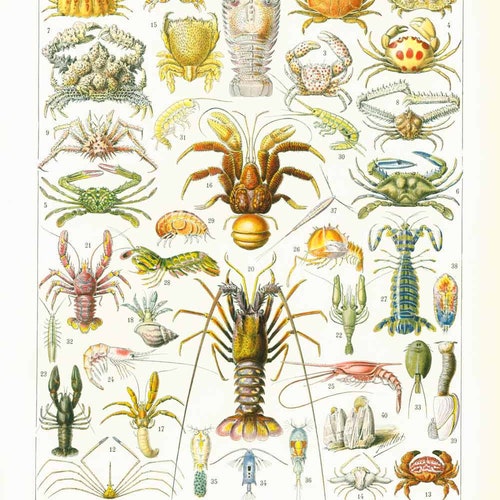 1933 Antique Shell Chart Print Larousse. Large Size. Sealife - Etsy