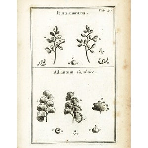1797 Antique Fern Print maidenhair spleenwort Botanical Illustration Natural History Wall Art Home Decor