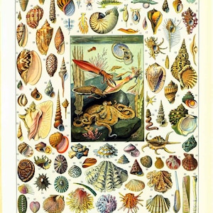 May include: A vintage illustration of various types of molluscs, including snails, clams, mussels, and an octopus. The illustration is in a detailed, realistic style with vibrant colours. The text "MOLLUSQUES" is at the top of the image.