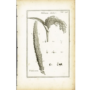 Könnte beinhalten: Eine antike botanische Illustration von zwei Grassorten, Milium Millet und Panicum. Die Illustration ist in Schwarzweiß gehalten und zeigt detaillierte Zeichnungen der Pflanzen, einschließlich ihrer Blätter, Stängel und Blüten.