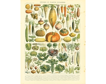 1897 Vegetable print, Antique Larousse illustration, Gardening, Pumpkin, Vegetable Wall Art, Kitchen Decor