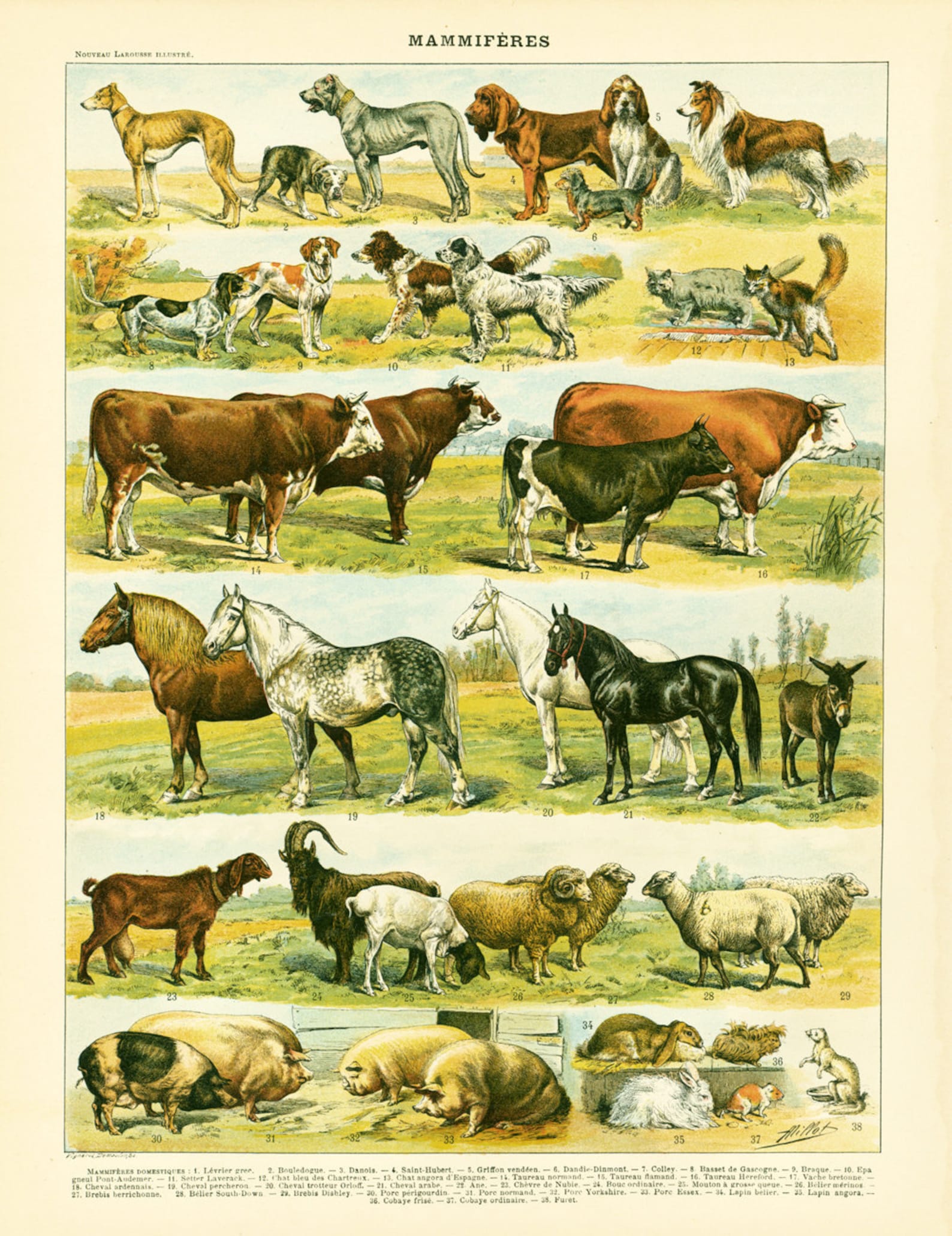 Collage avec différents animaux domestiques : chien, poule, âne, vache, lapin, cheval, chat, coq Photo Stock - Alamy