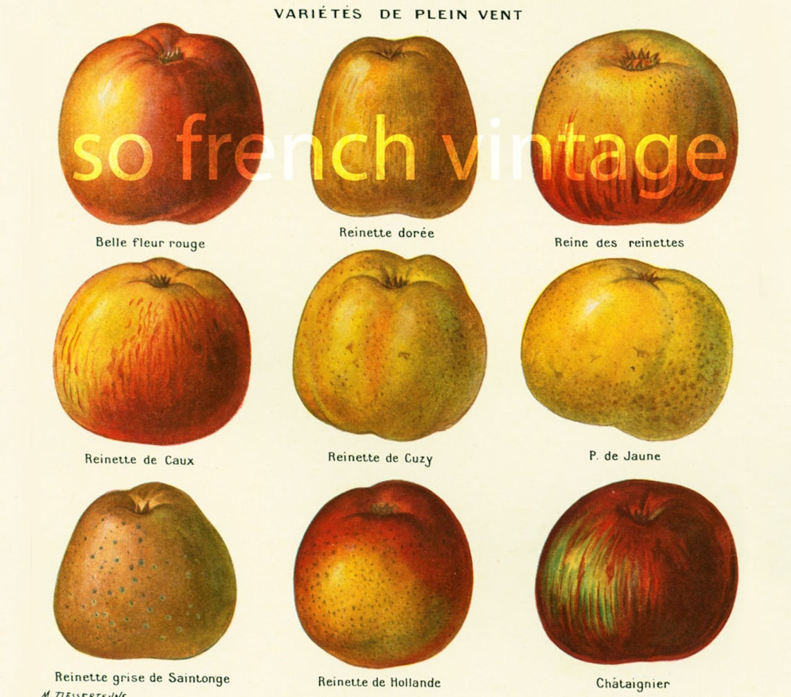 1922 Antique Apple Print Apple Wall Art Vintage Lithograph Etsy