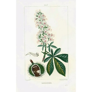 1831 Antique Horse Chesnut Flower Leaf Print Botanical Natural History Wall Art Home Decor