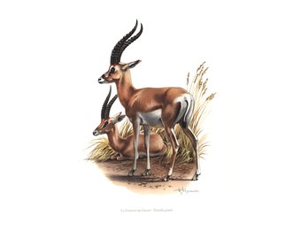 1974 Grant's Gazelle Herbivore Tekening Naturalist Illustratie Zoölogie Wilde dieren Zoogdieren