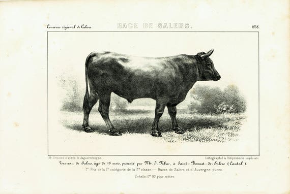 Cattle Breed Identification Chart