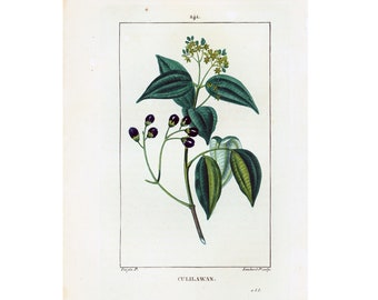 Planche Botanique Vintage Laurier Camphrier - Décoration Herboristerie - BON ÉTAT
