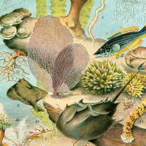 1933 Oceanography Antique Print. Urchin. Sea Stars. Jellyfish. Shells ...