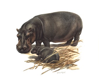 1974 Litografía del hipopótamo anfibio Animales vida silvestre Historia natural. Biodiversidad.