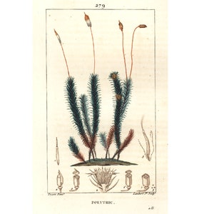 1831 Polytric Polytricum Original botanischer Teller Chaumeton Panckoucke Poiret Turpin 190 JAHRE ALT