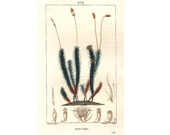 1831 Antique Hair Mosses Haircap Moss Medicinal Plant Print Vintage Botanical Flower Wildflower Home decor Victorian Botanical wall art