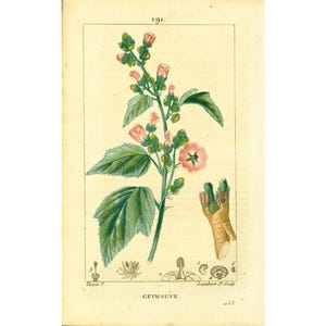 1814 Malvavisco, antiguo plato botánico, planta de farmacopea tradicional de flora médica Chaumeton